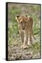 Lion (Panthera leo) cub, Selous Game Reserve, Tanzania, East Africa, Africa-James Hager-Framed Stretched Canvas