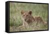 Lion (Panthera Leo) Cubs, Ngorongoro Crater, Tanzania, East Africa, Africa-James Hager-Framed Stretched Canvas