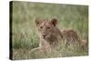 Lion (Panthera Leo) Cubs, Ngorongoro Crater, Tanzania, East Africa, Africa-James Hager-Stretched Canvas