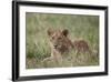 Lion (Panthera Leo) Cubs, Ngorongoro Crater, Tanzania, East Africa, Africa-James Hager-Framed Photographic Print