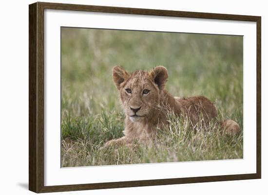 Lion (Panthera Leo) Cubs, Ngorongoro Crater, Tanzania, East Africa, Africa-James Hager-Framed Photographic Print