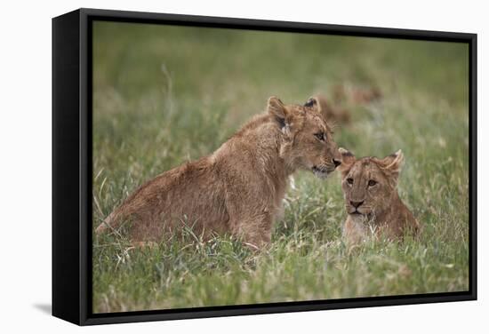 Lion (Panthera Leo) Cubs, Ngorongoro Crater, Tanzania, East Africa, Africa-James Hager-Framed Stretched Canvas