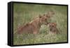 Lion (Panthera Leo) Cubs, Ngorongoro Crater, Tanzania, East Africa, Africa-James Hager-Framed Stretched Canvas