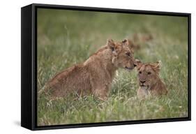 Lion (Panthera Leo) Cubs, Ngorongoro Crater, Tanzania, East Africa, Africa-James Hager-Framed Stretched Canvas