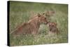 Lion (Panthera Leo) Cubs, Ngorongoro Crater, Tanzania, East Africa, Africa-James Hager-Stretched Canvas