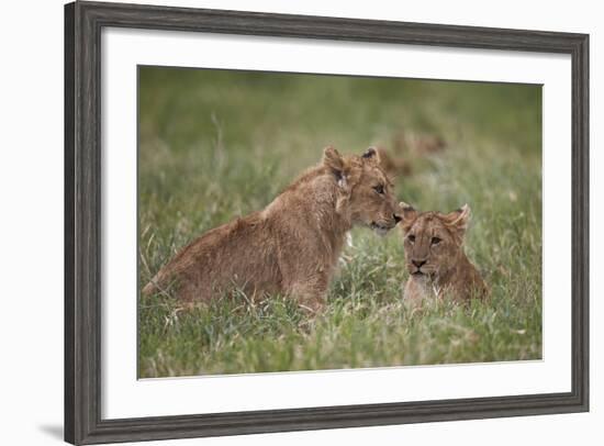 Lion (Panthera Leo) Cubs, Ngorongoro Crater, Tanzania, East Africa, Africa-James Hager-Framed Photographic Print