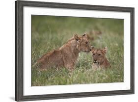 Lion (Panthera Leo) Cubs, Ngorongoro Crater, Tanzania, East Africa, Africa-James Hager-Framed Photographic Print