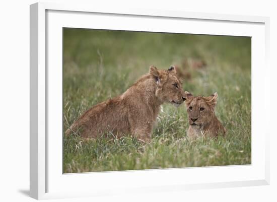 Lion (Panthera Leo) Cubs, Ngorongoro Crater, Tanzania, East Africa, Africa-James Hager-Framed Photographic Print