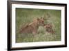 Lion (Panthera Leo) Cubs, Ngorongoro Crater, Tanzania, East Africa, Africa-James Hager-Framed Photographic Print