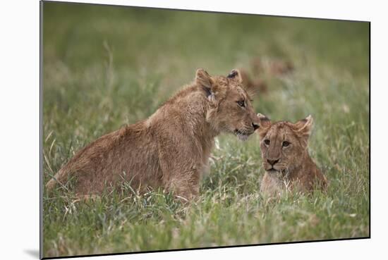 Lion (Panthera Leo) Cubs, Ngorongoro Crater, Tanzania, East Africa, Africa-James Hager-Mounted Photographic Print