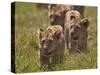 Lion (Panthera Leo) Cubs, Ngorongoro Crater, Tanzania, East Africa, Africa-James Hager-Stretched Canvas