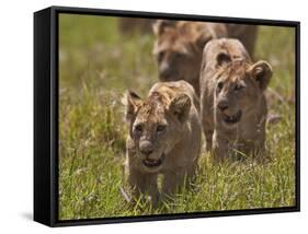 Lion (Panthera Leo) Cubs, Ngorongoro Crater, Tanzania, East Africa, Africa-James Hager-Framed Stretched Canvas