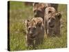 Lion (Panthera Leo) Cubs, Ngorongoro Crater, Tanzania, East Africa, Africa-James Hager-Stretched Canvas