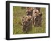 Lion (Panthera Leo) Cubs, Ngorongoro Crater, Tanzania, East Africa, Africa-James Hager-Framed Photographic Print