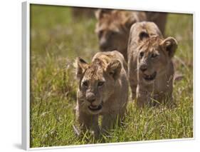 Lion (Panthera Leo) Cubs, Ngorongoro Crater, Tanzania, East Africa, Africa-James Hager-Framed Photographic Print