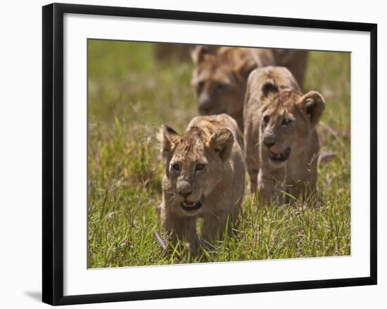 Lion (Panthera Leo) Cubs, Ngorongoro Crater, Tanzania, East Africa, Africa-James Hager-Framed Photographic Print