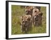 Lion (Panthera Leo) Cubs, Ngorongoro Crater, Tanzania, East Africa, Africa-James Hager-Framed Photographic Print