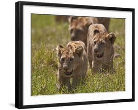 Lion (Panthera Leo) Cubs, Ngorongoro Crater, Tanzania, East Africa, Africa-James Hager-Framed Photographic Print