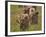 Lion (Panthera Leo) Cubs, Ngorongoro Crater, Tanzania, East Africa, Africa-James Hager-Framed Photographic Print