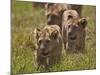 Lion (Panthera Leo) Cubs, Ngorongoro Crater, Tanzania, East Africa, Africa-James Hager-Mounted Photographic Print