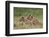 Lion (Panthera Leo) Cubs, Ngorongoro Crater, Tanzania, East Africa, Africa-James Hager-Framed Photographic Print