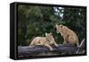 Lion (Panthera Leo) Cubs on a Downed Tree Trunk in the Rain-James Hager-Framed Stretched Canvas