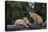 Lion (Panthera Leo) Cubs on a Downed Tree Trunk in the Rain-James Hager-Stretched Canvas