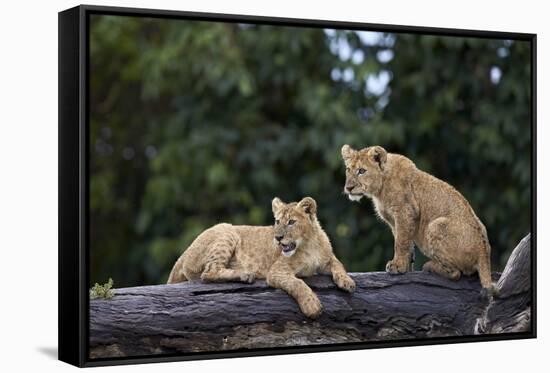Lion (Panthera Leo) Cubs on a Downed Tree Trunk in the Rain-James Hager-Framed Stretched Canvas