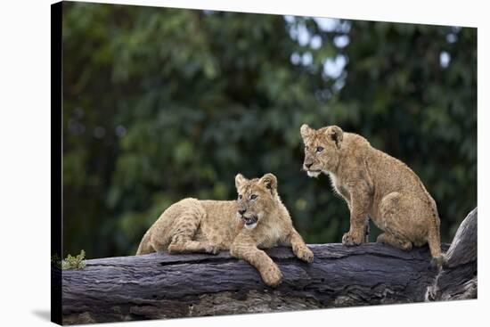 Lion (Panthera Leo) Cubs on a Downed Tree Trunk in the Rain-James Hager-Stretched Canvas