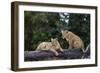 Lion (Panthera Leo) Cubs on a Downed Tree Trunk in the Rain-James Hager-Framed Photographic Print