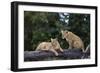 Lion (Panthera Leo) Cubs on a Downed Tree Trunk in the Rain-James Hager-Framed Photographic Print