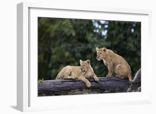 Lion (Panthera Leo) Cubs on a Downed Tree Trunk in the Rain-James Hager-Framed Photographic Print