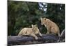 Lion (Panthera Leo) Cubs on a Downed Tree Trunk in the Rain-James Hager-Mounted Photographic Print
