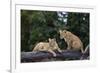 Lion (Panthera Leo) Cubs on a Downed Tree Trunk in the Rain-James Hager-Framed Photographic Print