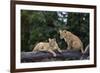 Lion (Panthera Leo) Cubs on a Downed Tree Trunk in the Rain-James Hager-Framed Photographic Print