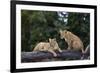 Lion (Panthera Leo) Cubs on a Downed Tree Trunk in the Rain-James Hager-Framed Photographic Print