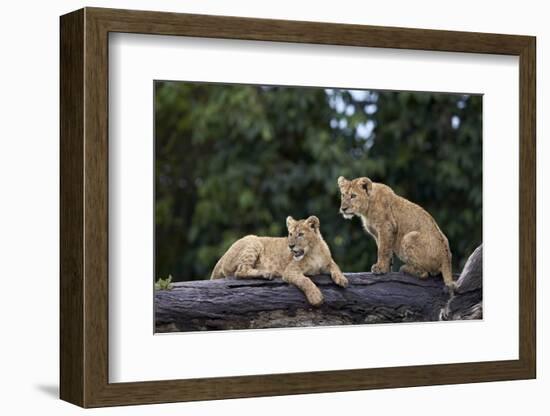 Lion (Panthera Leo) Cubs on a Downed Tree Trunk in the Rain-James Hager-Framed Photographic Print