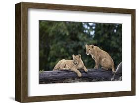 Lion (Panthera Leo) Cubs on a Downed Tree Trunk in the Rain-James Hager-Framed Photographic Print