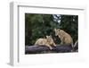 Lion (Panthera Leo) Cubs on a Downed Tree Trunk in the Rain-James Hager-Framed Photographic Print