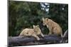 Lion (Panthera Leo) Cubs on a Downed Tree Trunk in the Rain-James Hager-Mounted Photographic Print