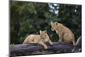 Lion (Panthera Leo) Cubs on a Downed Tree Trunk in the Rain-James Hager-Mounted Photographic Print