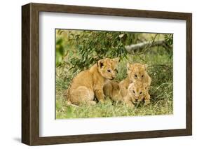 Lion (Panthera Leo) Cubs Playing, Masai Mara Game Reserve, Kenya-Denis-Huot-Framed Photographic Print