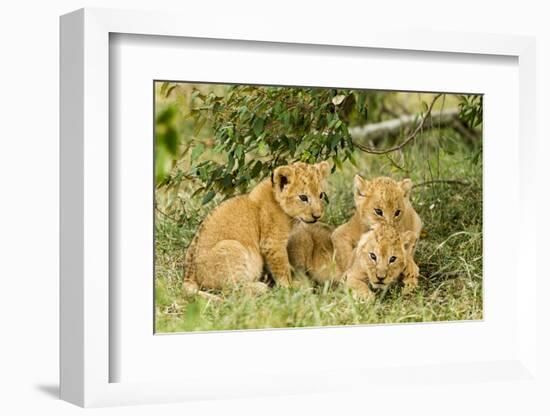 Lion (Panthera Leo) Cubs Playing, Masai Mara Game Reserve, Kenya-Denis-Huot-Framed Photographic Print