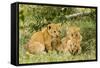 Lion (Panthera Leo) Cubs Playing, Masai Mara Game Reserve, Kenya-Denis-Huot-Framed Stretched Canvas