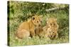 Lion (Panthera Leo) Cubs Playing, Masai Mara Game Reserve, Kenya-Denis-Huot-Stretched Canvas