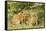 Lion (Panthera Leo) Cubs Playing, Masai Mara Game Reserve, Kenya-Denis-Huot-Framed Stretched Canvas