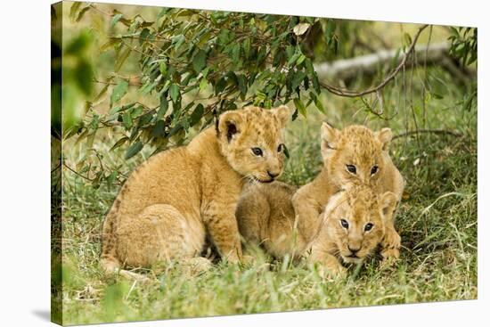 Lion (Panthera Leo) Cubs Playing, Masai Mara Game Reserve, Kenya-Denis-Huot-Stretched Canvas