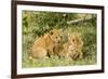 Lion (Panthera Leo) Cubs Playing, Masai Mara Game Reserve, Kenya-Denis-Huot-Framed Photographic Print