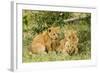 Lion (Panthera Leo) Cubs Playing, Masai Mara Game Reserve, Kenya-Denis-Huot-Framed Photographic Print