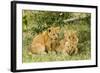 Lion (Panthera Leo) Cubs Playing, Masai Mara Game Reserve, Kenya-Denis-Huot-Framed Photographic Print